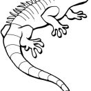 :41 Iguana Coloring Page Image Inspirations Printablena Coloring Page For Preschoolers Isa The Baby I Is